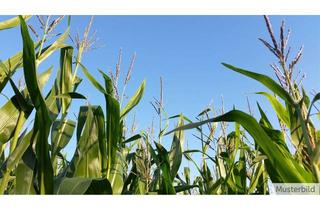 Grundstück zu kaufen in 49525 Lengerich, 3,3ha Ackerfläche zwischen Lengerich und Ladbergen