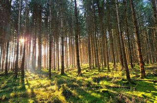 Gewerbeimmobilie kaufen in 87755 Kirchhaslach, Forstliches Kapitalanlageobjekt - top gepflegte, arrondierte Waldliegenschaft auf Hochleistungsstand