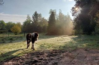 Haus kaufen in 66459 Kirkel, Tierliebe trifft Wohnraum
