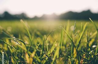 Gewerbeimmobilie kaufen in 35321 Laubach, Wiesengrundstück in Laubach-Freienseen