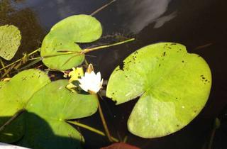 Grundstück zu kaufen in 16341 Panketal, Großes Grundstück, planbares exklusives Haus, hier in Panketal -Zepernick wird Wohnen zum Erlebnis!