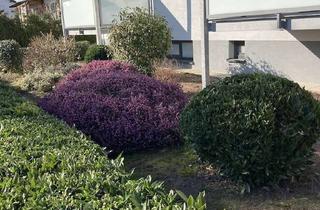 Wohnung mieten in 76863 Herxheim, Helle, neu sanierte 3-Zimmer Wohnung (75m²) im EG in Herxheim