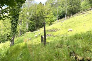 Grundstück zu kaufen in 75323 Bad Wildbad, +++ Grundstück mit schönster Aussicht! +++