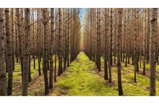 Gewerbeimmobilie kaufen in 01477 Arnsdorf, Forst- und Wiesenflächen bei Bernsdorf