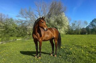 Anlageobjekt in 82335 Berg, IHRE PFERDE WERDEN DIESE WIESE LIEBEN