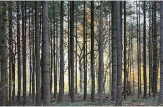 Grundstück zu kaufen in 85293 Reichertshausen, Reichertshausen - Gepflegtes Waldgrundstück in Reichertshausen