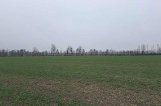 Grundstück zu kaufen in Alte Herrstraße 888, 38259 Ringelheim, BESTE LAGE - Wunderbare Grundstücke für Ein- , Zwei - und Mehfamilienhäuser sowie Reihenhäuser