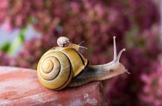 Wohnung mieten in Rudolf-Harbig-Straße 8 / 5122, 16278 Angermünde, 3-Zimmer-Wohnung mit Balkon in Angermünde Weststadt (Hochparterre)