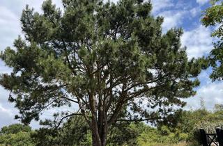 Haus kaufen in 25980 Sylt, Altes Kapitänshaus modern interpretiert