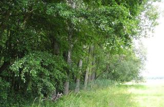 Immobilie kaufen in Ziegeleiweg, 04838 Jesewitz, 125.660 qm Waldgrundstück bei Leipzig / Wald - Forst - Privatwald - Waldfläche