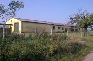 Gewerbeimmobilie kaufen in 16833 Fehrbellin, Großes Stallgebäude mit angrenzender Koppel/Grünfläche