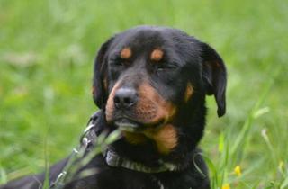 Wohnung mieten in 82431 Kochel, 3 Zimmer Wohnung Kochel City mit Dachterrasse