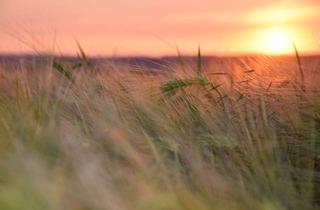 Wohnung mieten in Am Dorfanger 42, 16303 Schwedt, 3-Zimmer-Wohnung mit Balkon im Ortsteil Schönermark