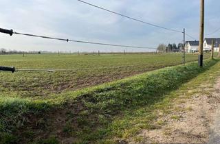 Grundstück zu kaufen in 16356 Werneuchen, Großes Baugrundstück in Werneuchen (OT Krummensee)