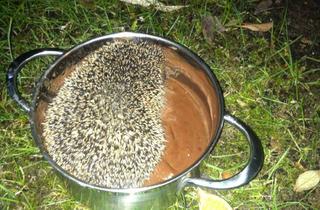 Grundstück zu kaufen in 16341 Panketal, Jetzt zum Jahresbeginn, Grundstück sichern, Neubau starten, nächstes Jahr zuhause sein!