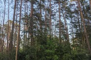 Gewerbeimmobilie kaufen in 14822 Borkwalde, Waldgrundstück, noch kein Baugebiet!!!