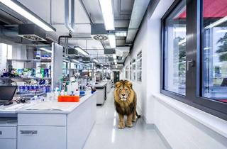 Büro zu mieten in 64319 Pfungstadt, SCHWIND IMMOBILIEN - top Laborflächen inkl. Büros