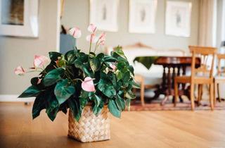 Wohnung kaufen in 50931 Lindenthal, Citynah wohnen - Natur genießen