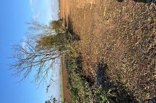 Grundstück zu kaufen in 67454 Haßloch, Knapp 3000 qm bester fruchtbarer Ackerboden