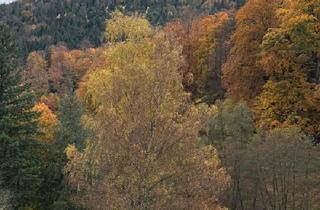 Wohnung kaufen in 76332 Bad Herrenalb, Bad Herrenalb - Top renovierte Eigentumswohnung in Bad Herrenalb