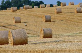 Gewerbeimmobilie kaufen in 17379 Lübs, Ihr Land, Ihre Investition in die Zukunft