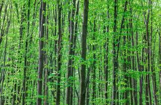 Gewerbeimmobilie kaufen in 85253 Erdweg, 5,54 ha Waldgrundstück im Lkr. Dachau, inkl. Ökopunkte