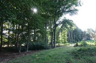 Immobilie kaufen in 31613 Wietzen, 2,2873 ha Laub- und Nadelwald bei Wietzen
