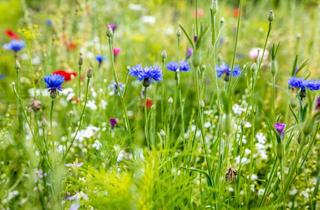 Grundstück zu kaufen in 82216 Maisach, Bestlage Gernlinden - Baugrundstück für Doppelhaushälfte