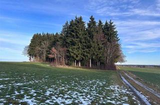 Immobilie kaufen in 86928 Hofstetten, Waldgrundstück mit gutem Baumbestand und idealer Zufahrt nähe Hofstetten