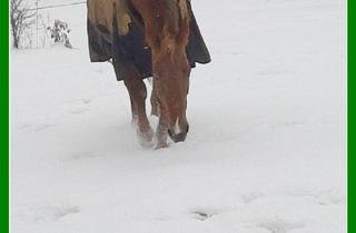 Bauernhaus kaufen in 14806 Bad Belzig, *** Bauernhaus und ca. 3 Hektar Land in Randlage ***