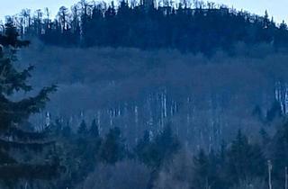 Einfamilienhaus kaufen in 02799 Waltersdorf, Großschönau - Einfamilienhaus in Waltersdorf 02799