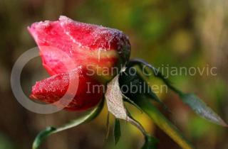 Grundstück zu kaufen in 85221 Dachau, DACHAU Udlding - Freistehendes MFH (oder Neubau) in beliebter Lage, 3 WE und sehr viel Potential