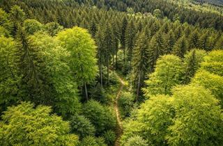 Grundstück zu kaufen in 54616 Winterspelt, Waldgrundstücke in naturnaher Lage – Winterspelt