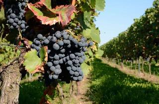 Grundstück zu kaufen in 76829 Godramstein, Großzügiges Grundstück in der Südpfalz – ehemaliger Weinberg innerorts in Toplage bei Landau