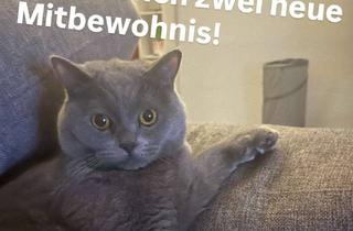 WG-Zimmer mieten in Sachsenring 16, 31137 Hildesheim, 2 Mitbewohnis für WG Gesucht