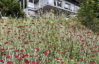 Wohnung mieten in Heilsteinstraße 31, 52152 Simmerath, Charmante 2 Zimmer Erdgeschosswohnung mit Balkon in ruhiger Lage