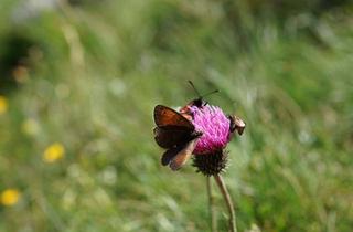 Grundstück zu kaufen in 04416 Markkleeberg, Sonniges geschütztes Villengrundstück - zwischen Cospudener See und Markkleeberger See