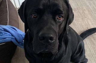 Haus kaufen in 09573 Leubsdorf, ENDLICH PLATZ FÜR IHREN EIGENEN HUND - IN IHREM NEUEN HAUS MIT GARTEN!