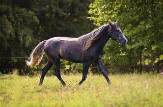 Einfamilienhaus kaufen in 54518 Osann-Monzel, Osann-Monzel - Einfamilienhaus mit genehmigter Pferdehaltung, Reitplatz