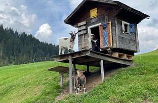 Grundstück zu kaufen in Ziegelhäuser Straße 62-74, 69250 Schönau, Traumgrundstück für Privat oder Bauträger Profis geeignet