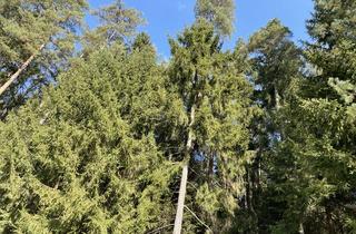Immobilie kaufen in 92637 Weiden, Waldfläche bei Weiden - Richtung Parkstein