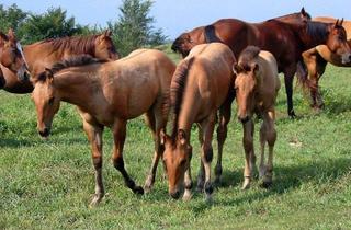 Bauernhaus kaufen in 97258 Ippesheim, Ippesheim - ## Mehrgenerationenhaus mit viel Platz,für zwei Familien ##
