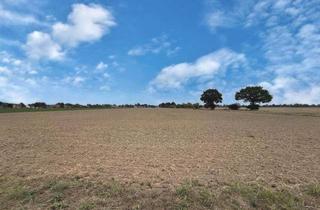 Gewerbeimmobilie kaufen in 31535 Neustadt, Ackerfläche in bewirtschafteter Lage ideal für Investoren oder Betriebe gute Ertragsmöglichkeiten