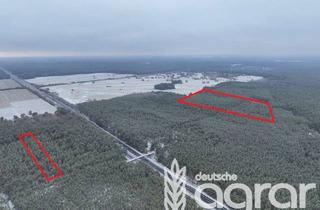 Gewerbeimmobilie kaufen in 16348 Wandlitz, Stattlicher Kiefernwald am Golfplatz Wandlitz (ca. 5,3 ha) nördlich von Berlin