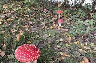 Gewerbeimmobilie kaufen in 94366 Perasdorf, Waldflächen zum Verkauf