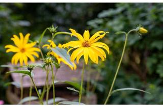 Bauernhaus kaufen in 28355 Oberneuland, Visionär gesucht: Historischer Bauernhof mit großzügigem Grundstück in Oberneuland