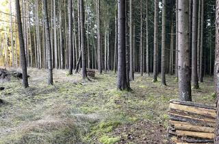 Immobilie kaufen in 92709 Moosbach, Großzügige Waldfläche in Moosbach – sofort verfügbar!