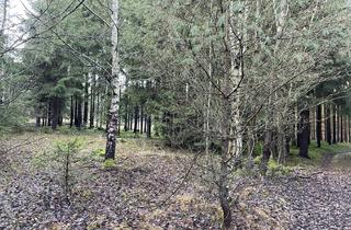 Immobilie kaufen in 92709 Moosbach, Attraktive Waldfläche mit gepflegtem Bestand im Bereich Moosbach!