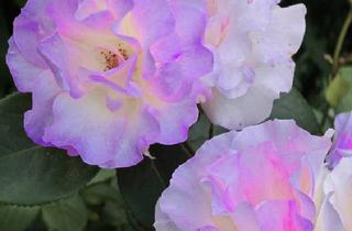 Doppelhaushälfte kaufen in Hützeweg 3, 79595 Rümmingen, Rümmingen - 18_Lörrach + grosse Doppelhaushälfte m. 2 Whg -auf Wunsch vollmodernisiert_ + Lifta-Lift + viel Garten+Pool_Heizung 2021_Garage + extra Stellplatz