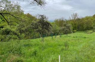Grundstück zu kaufen in 36287 Breitenbach, Wiese mit Apfelbaumbestand (Streuobstwiese) nahe Eschwege zu verkaufen